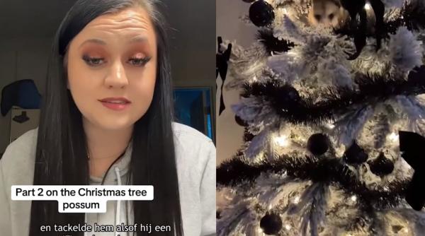 O tânără a descoperit un oaspete nedorit în pomul de Crăciun: „Cum ai ajuns în casa mea?”