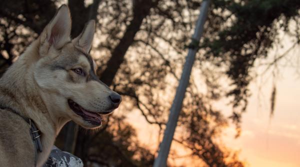 Tragedie în Toscana: Un câine a fost confundat cu un lup și ucis de vânător sub privirile neputincioase ale stăpânului