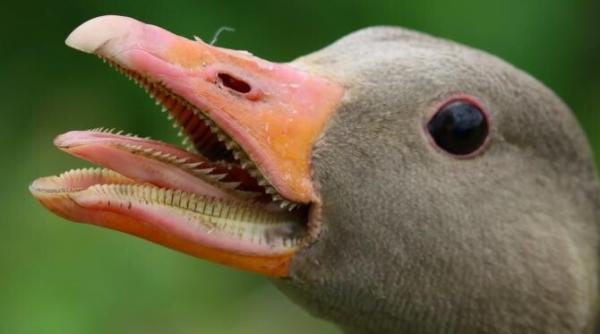 Importurile de fois gras-ul și blănuri pot fi interzise în Elveția 