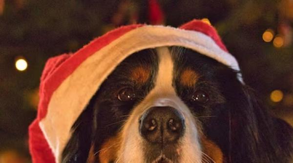 Madrid: Sanperrestre - plimbarea caritabilă a câinilor