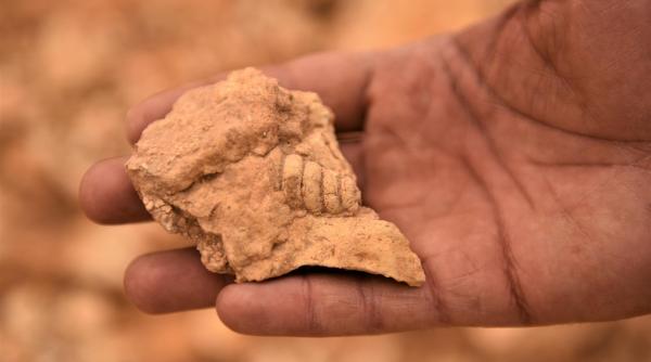Fosile de dinozaur, unice în lume, descoperite într-un Geoparc din România