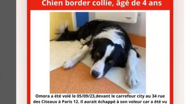 Român condamnat la închisoare în Franța, după ce i-a furat câinele unui cioban, pe stradă, în mijlocul Parisului