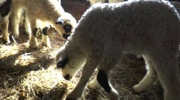 Adaosul comercial redus pentru alimentele de bază ar putea fi prelungit; și carnea de miel este vizată de măsură