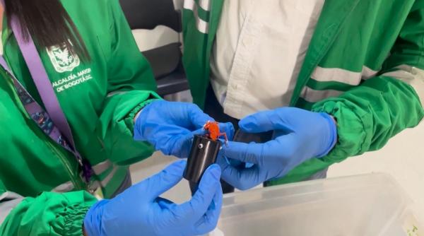 „Suveniruri“ neobișnuite și periculoase, găsite de vameșii unui aeroport într-un bagaj: O femeia voia să ducă acasă 130 de broaște vii