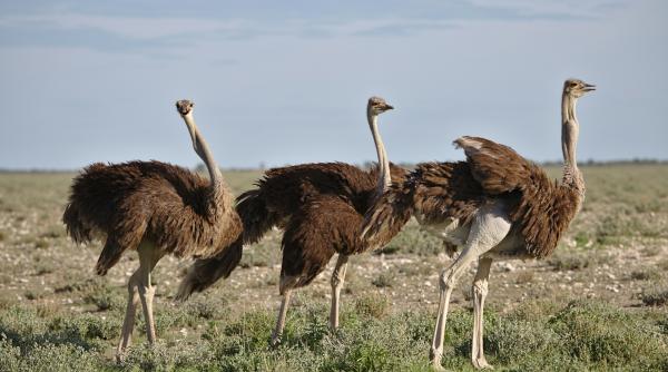 Un fermier român a părăsit diaspora și a dat lovitura cu o afacere cu struți: „Salariul de 1.000 de euro era foarte puțin”