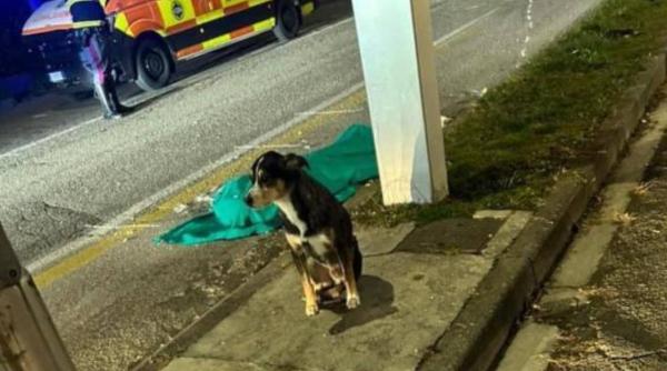 Un bătrân și-a pierdut viața după ce a fost călcat de o ambulanță. Câinele său a vegheat asupra sa până în ultimul moment