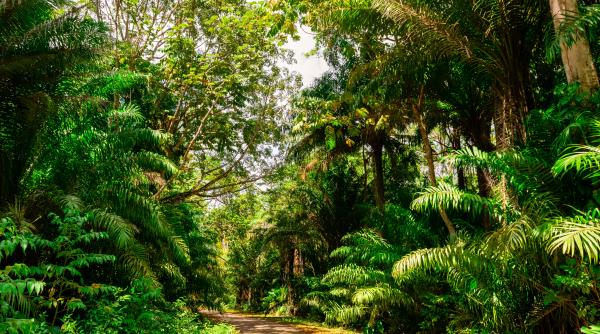 Avertisment de malarie. MAE, informație pentru românii care călătoresc în zone exotice 