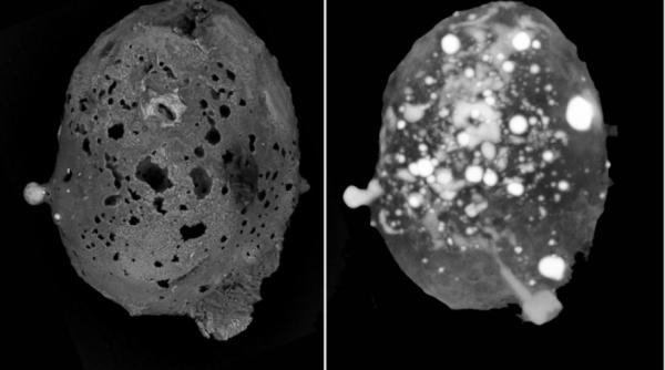 Unul dintre cei mai rari meteoriţi de pe Terra, descoperit în Italia. Conține un "material imposibil"