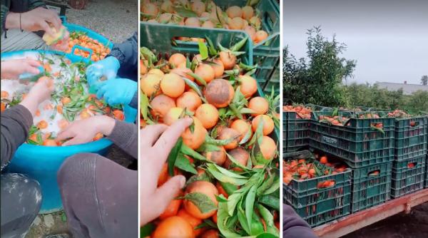 Un român din Italia exploata muncitorii aduși la portocale. Le lua chiar și din salarii 