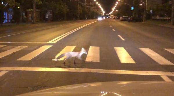 Mesaje RO-ALERT la granița României din cauza unui focar de rabie 