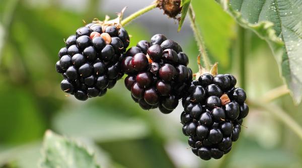 Alertă alimentară. Mure infectate cu norovirus în magazinele din Italia