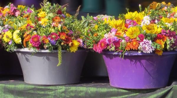 Bătaie stradală cu ghivece și flori între trei bărbați din Botoșani. Bătăușii au fost amendați 