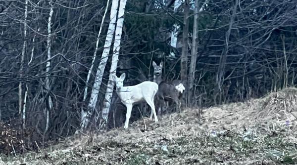 Apariție rară în fauna României. Imaginile au fost surprinse de jandarmii montani/ FOTO