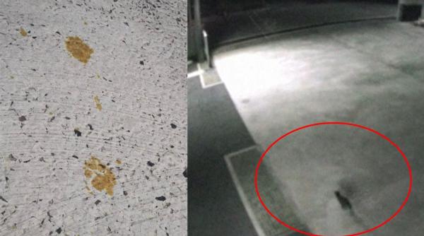 Alertă sanitară în Japonia, după ce o pisică a căzut din greșeală într-un container care conținea o substanță periculoasă / VIDEO 