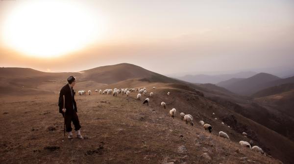 Cioban la oi în Italia pe un salariu de peste 1000 de euro: „Dacă m-aș naște din nou, m-aș face tot cioban”