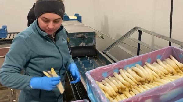 Sezonul de sparanghel a început mai devreme ca niciodată în Austria 