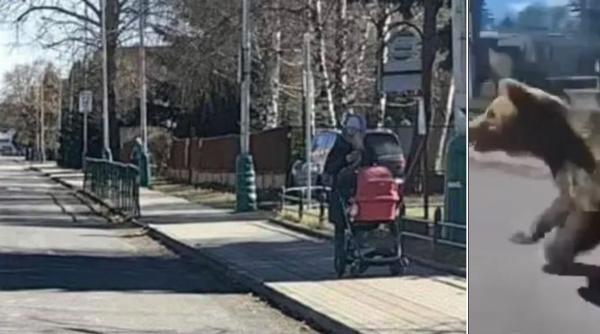 Un urs brun a terorizat un oraș din Slovacia. Cinci persoane au fost rănite / VIDEO
