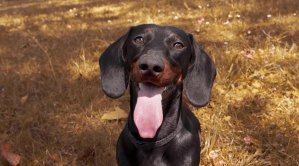 O populară rasă de câini va fi interzisă în Germania