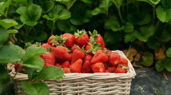 Alertă alimentară: Căpșuni din Grecia retrase de urgență din magazine din cauza pesticidelor nocive