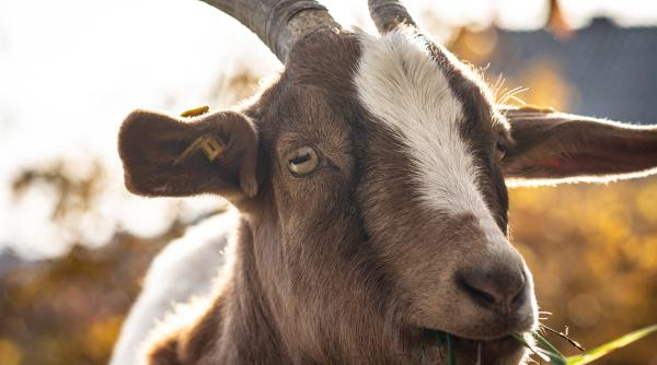 O insulă din Italia oferă 600 de capre gratis.  Fiecare animal valorează 200 de euro