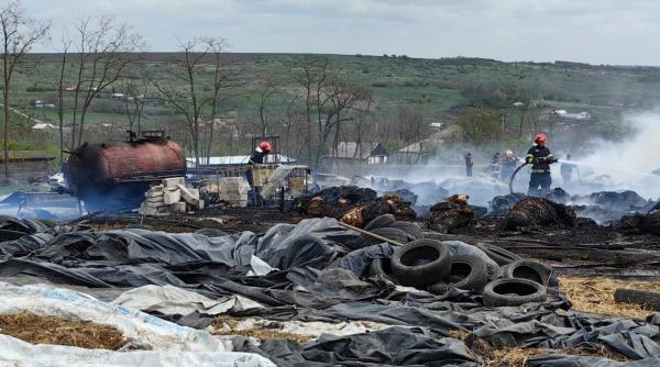 Fermă din Botoșani, curprinsă de flăcări: 70 de vaci au pierit în urma incendiului / FOTO