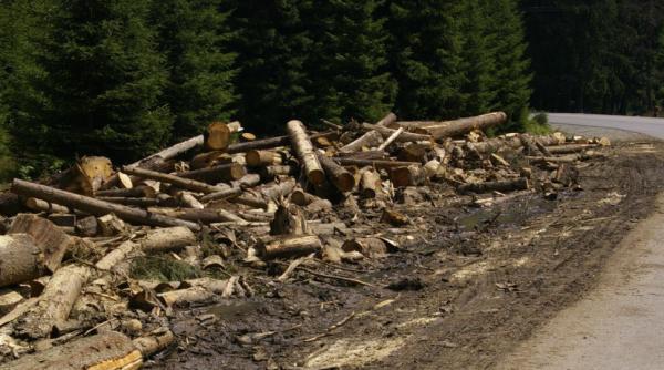 Continuă jafurile în pădurile României. Garda Forestieră Focşani, amenzi de aproape jumătate de milion de lei