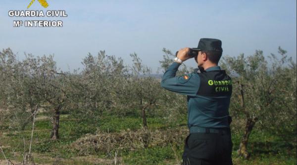 Doi români din Spania au furat aproape o tonă de măsline