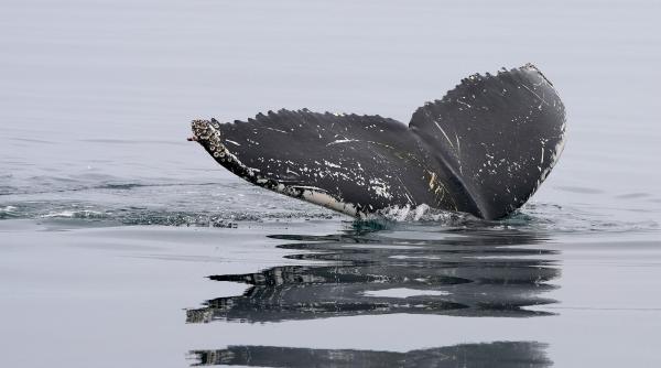 Balena dreaptă, o specie extrem de rară, a fost observată în apele Spaniei. Există doar 300 de exemplare în lume