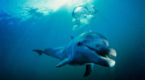 Craniul unui delfin din urmă cu 16 milioane de ani a fost descoperit în Peru