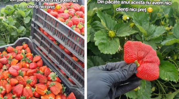 Un român vrea să renunțe la afacerea cu căpșuni și să meargă la muncă în Anglia. ”Ne vedem în Londra la fibră optică” / VIDEO
