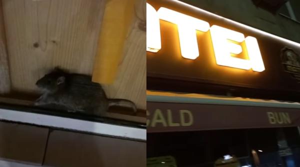 Șobolan surprins într-o covrigărie cunoscută din București. Consumatorii sunt oripilați: „De acolo îmi iau mâncare la liceu"