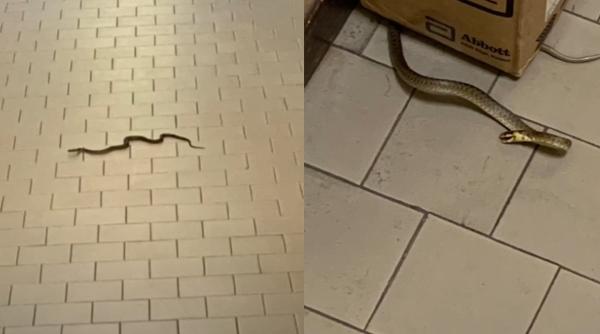 Un șarpe a fost surprins într-un spital din Italia. Pacienții și medicii s-au baricadat în camere / VIDEO 