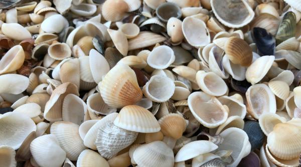 Amendă de 80 de mii de euro pentru o familie, după ce copiii au adunat scoici de pe plajă