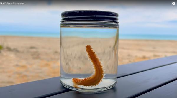 Îngrijorare în Italia. Viermele de foc a invadat plajele. Operatorii din turism se tem că ar putea fi o vară grea