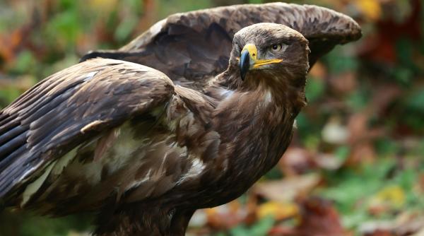 Din cauza războiului din Ucraina, vulturii și-au schimbat traseul migrației 