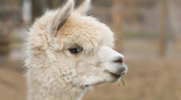 SUA: prima alpaca testată pozitiv la virusul gripei aviare