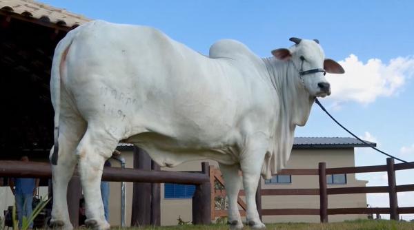 Cea mai scumpă vacă din lume. Viatina valorează patru milioane de dolari și este păzită non-stop / VIDEO