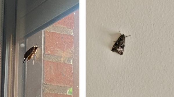 Invazie de molii gigantice în Spania: Locuitorii speriați au umplut internetul de poze cu insectele. Explicația specialiștilor