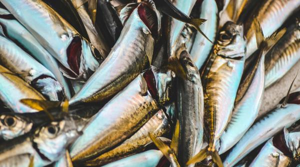 România va exporta produse lactate şi peşte în China: Un pas important pentru cooperarea economică bilaterală