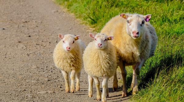 Un deputat SOS e urmărit penal pentru că a intrat cu turma de oi și a distrus un câmp de lucernă şi trifoi