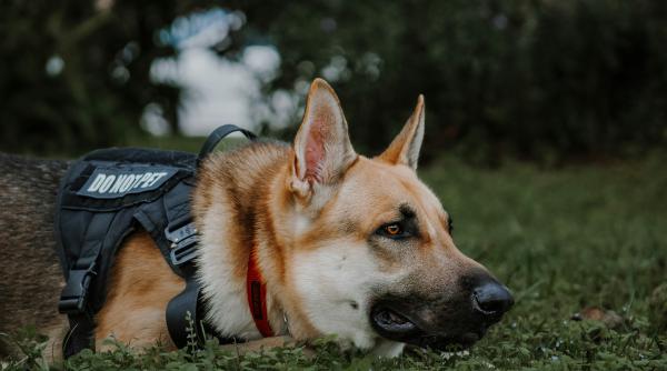 Gest emoționant din partea unui echipaj de poliție: au comemorat un câine polițist, care s-a stins eroic într-o misiune de urmărire