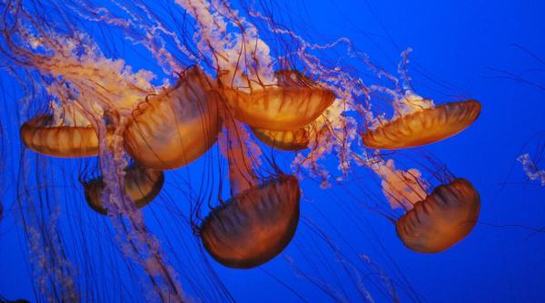 Invazie de meduze pe plajele Spaniei. Cum identificăm speciile periculoase / FOTO