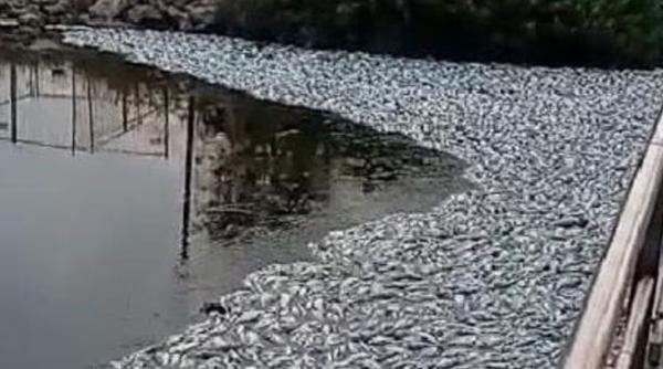 Zeci de mii de pești au fost găsiți morți din cauza supraîncălzirii apelor