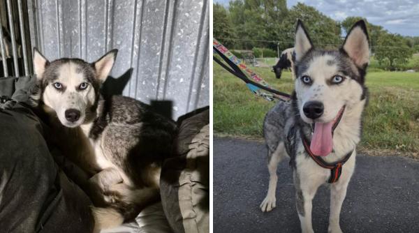 Un adăpost din Olanda a salvat două cățelușe bolnave dintr-o canisă din România. Surorile Sansa și Arya au primit o șansă la viață