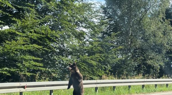 Şapte persoane au fost amendate pentru hrănirea urşilor pe un drum din Vrancea