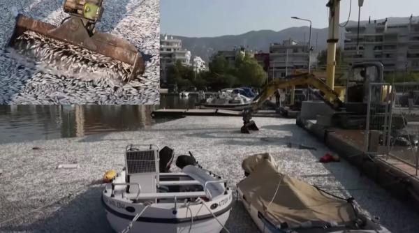 Dezastru într-un golf din Grecia: Tone de pești morți au acaparat zona turistică