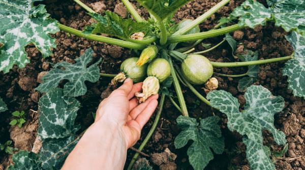 Franța: Un român căutat pentru crimă în Belgia, prins furând legume din curțile localnicilor