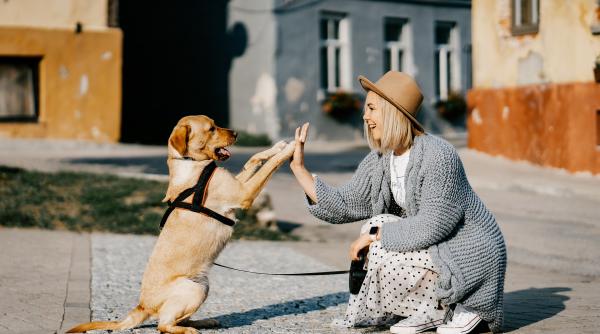Reguli esențiale pentru stăpânii de câini care doresc să închirieze un apartament în Germania. Lista raselor interzise