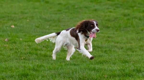Un italian a fost salvat de câinele său după ce i s-a făcut rău și era dezorientat. „Îi datorez viața”