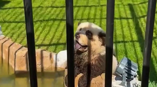 Scandal de proporții la o grădină zoologică: Oamenii și-au cerut banii înapoi când au văzut urșii panda falși